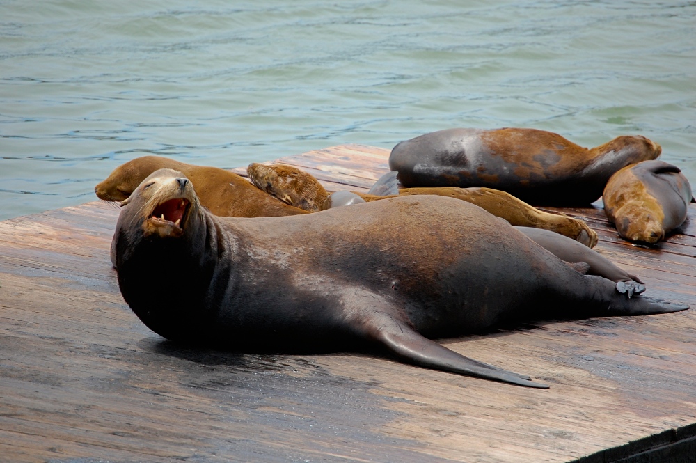 Pier 39 Sea Lion