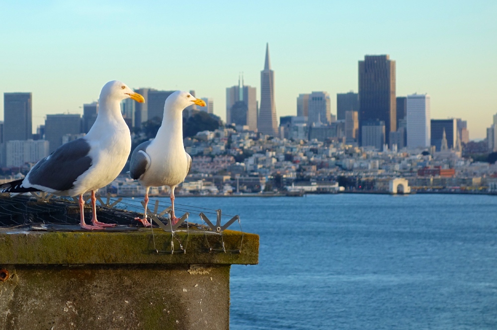 Birdseye view of Alcatraz